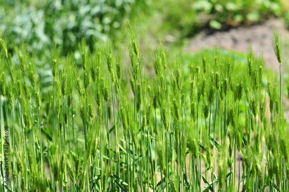 Barley-1 Barley-1