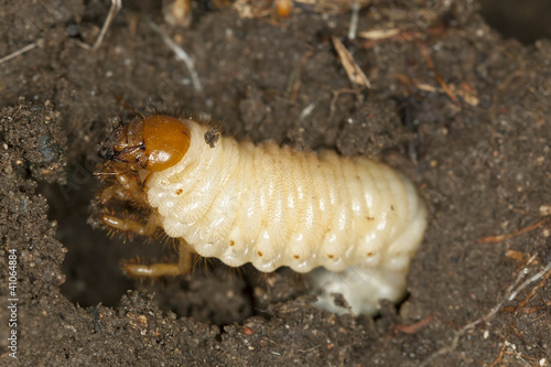 Chafer beetle larva, Scarabaeidae in ground, macro photo