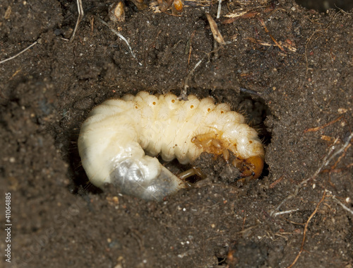 Chafer beetle larva  Scarabaeidae in ground  macro photo