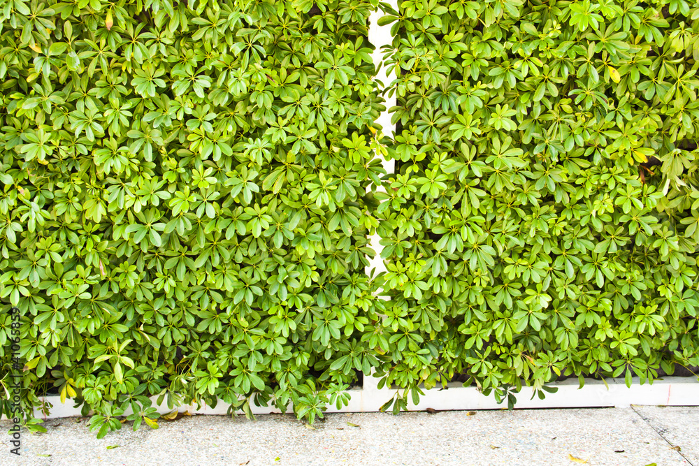 Wall of trees. Wall of trees.