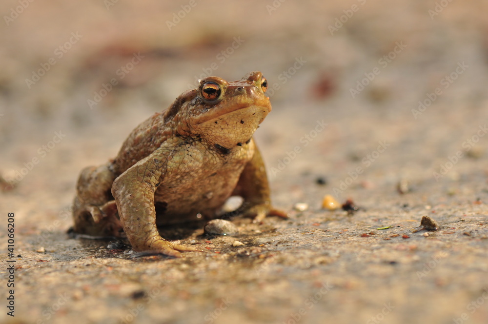 Bufo bufo Bufo bufo