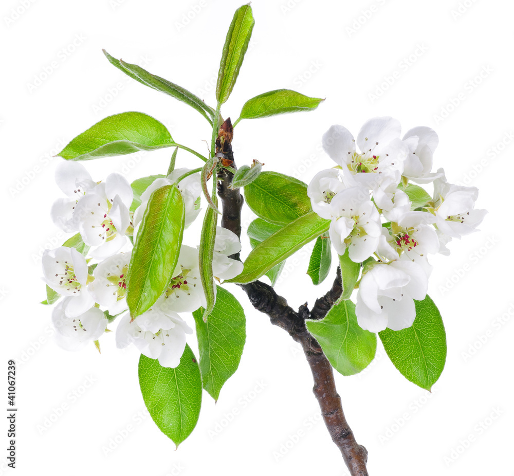 Cherry flowers