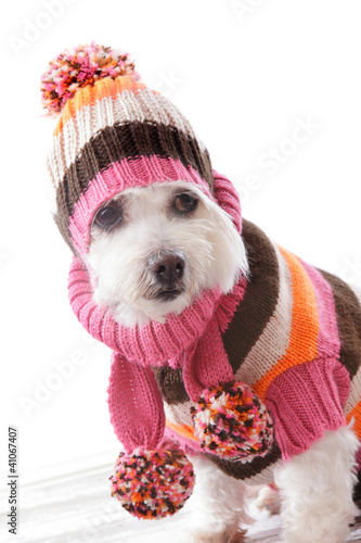Fototapeta Naklejka Na Ścianę i Meble -  Warm dog wearing knitted beanie and jumper