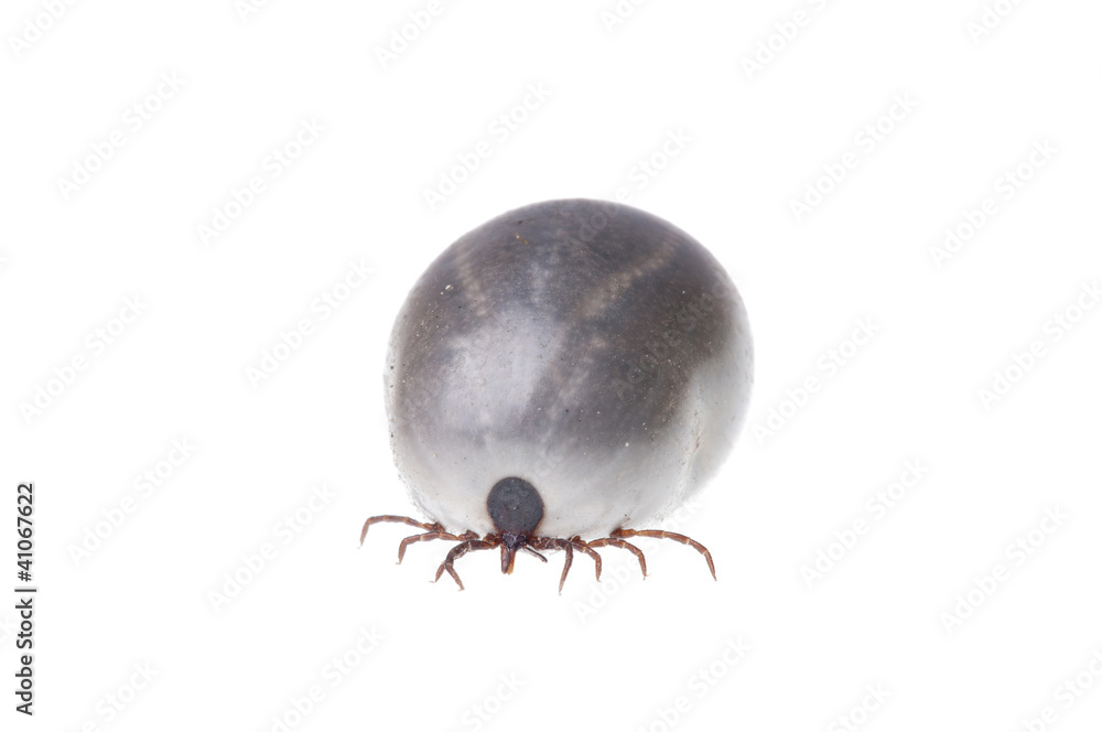 Ixodes