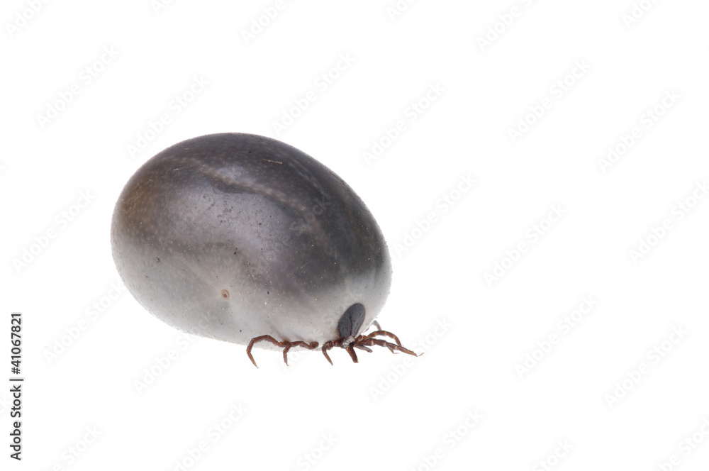 Ixodes