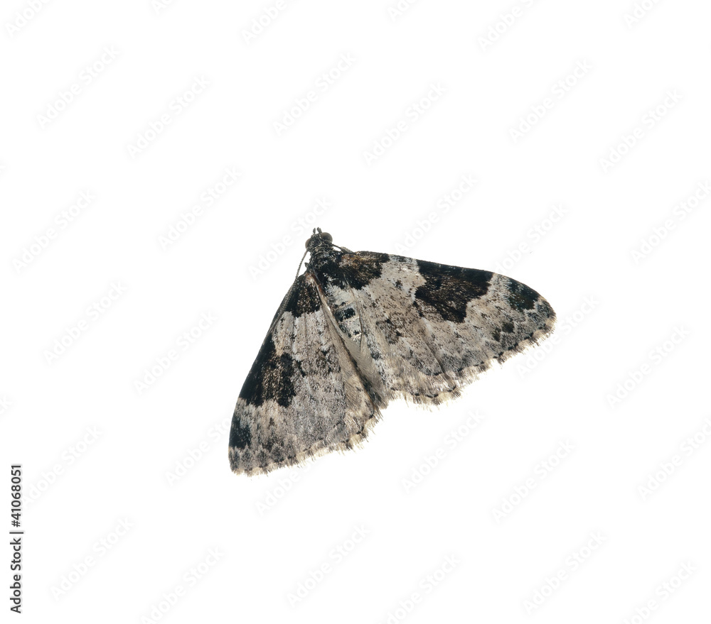 Moth Moth