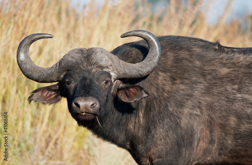Male African buffaloe direct stare