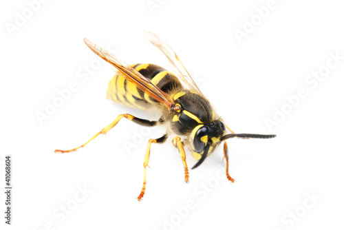 wasp isolated on white background © hsagencia