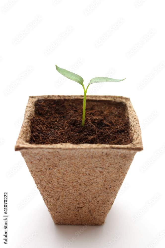 Sprout of pepper Sprout of pepper