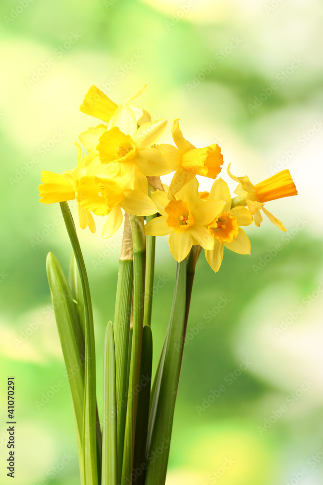 beautiful yellow daffodils on green background beautiful yellow daffodils on green background
