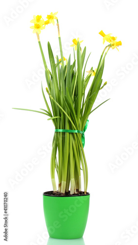 beautiful yellow daffodils in a flowerpot isolated on white