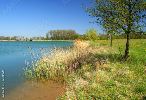 Green shore by the lake on a sunny day
