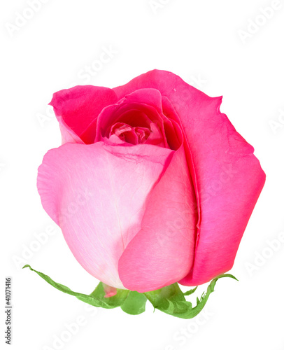 Pink bud-flower of rose