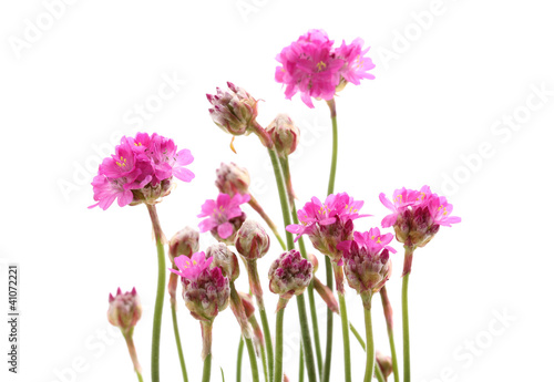 Fototapeta Naklejka Na Ścianę i Meble -  Pink flowers isolated on white