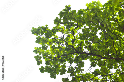 Green leaves on white background   Frame
