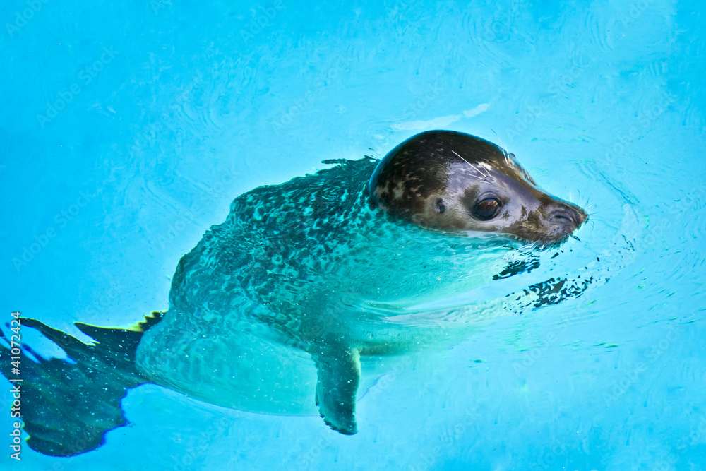 Beautiful young seal swimming