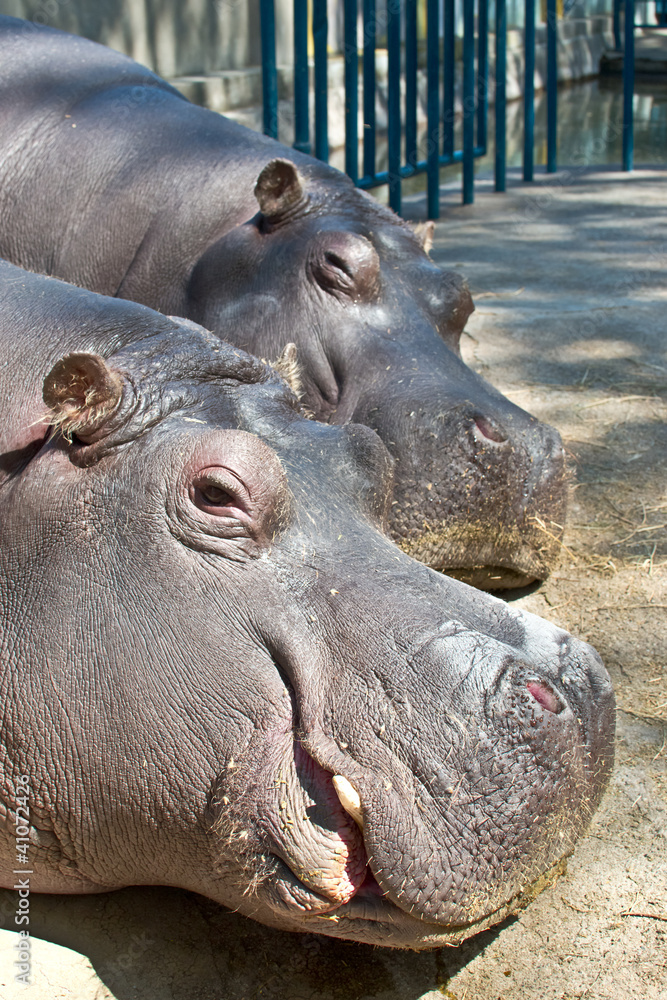 Pictures of the heads of the two sleeping hippos