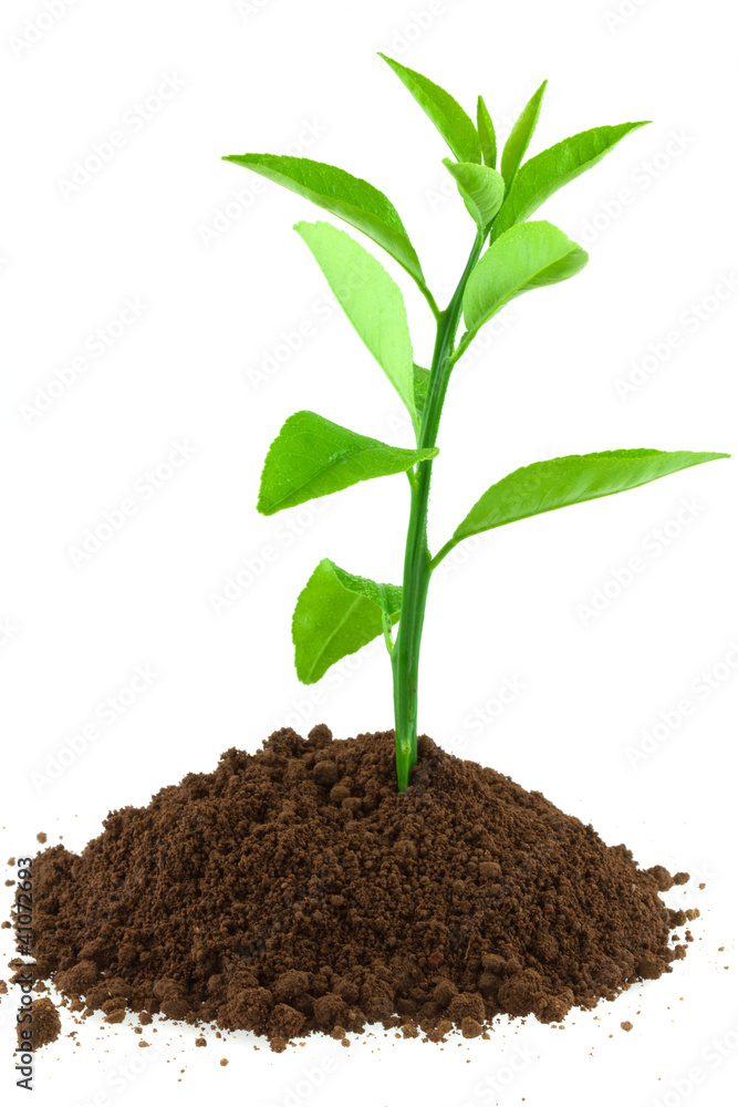 plant d'agrume plant d'agrume