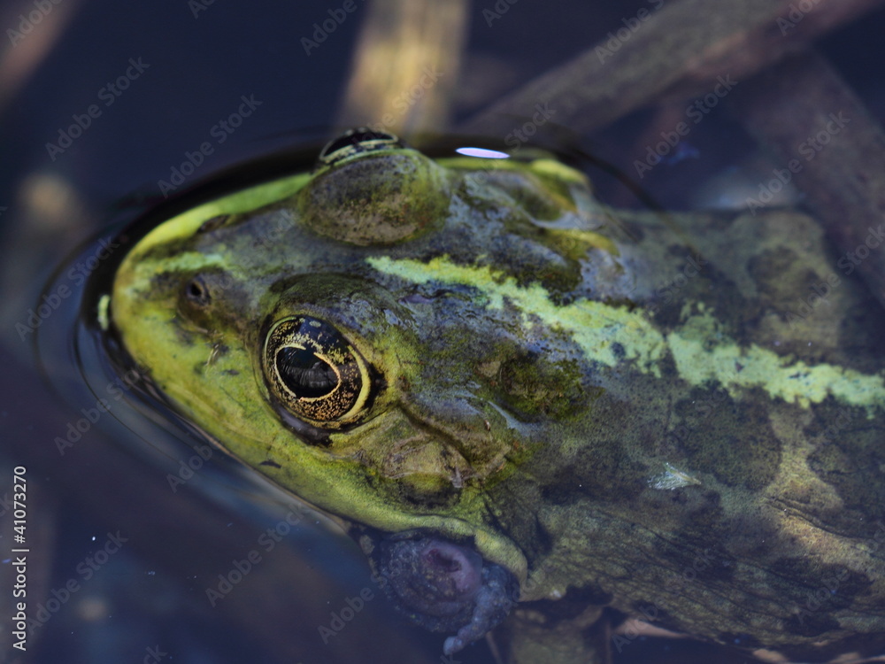 head of Marsh frog (Pelophylax ridibundus). close-up head of Marsh frog (Pelophylax ridibundus). close-up