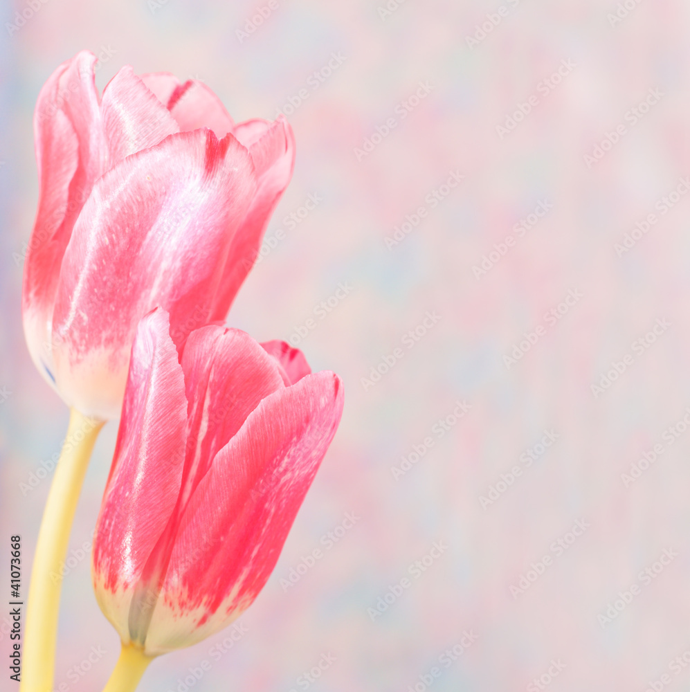 Pink tulips on the abstract blurred background with copy space