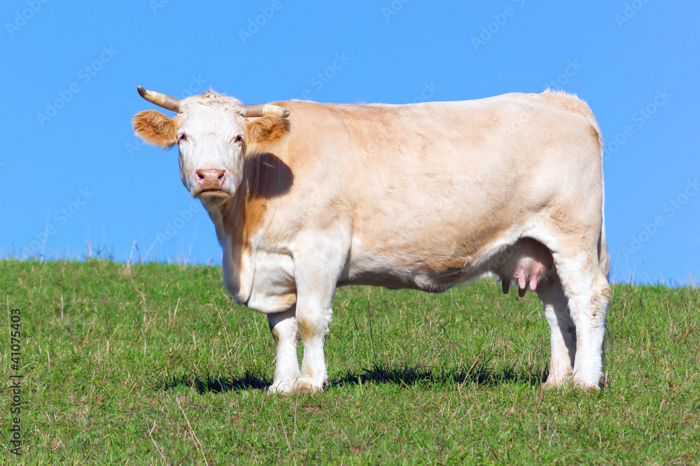 cow grazing in a meadow