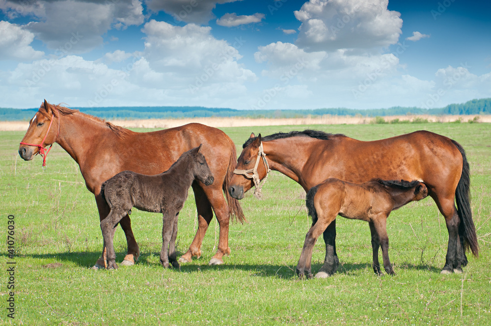 Fototapeta premium Horse Family