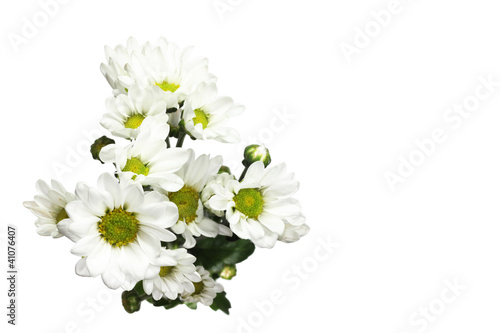 白背景の菊の花