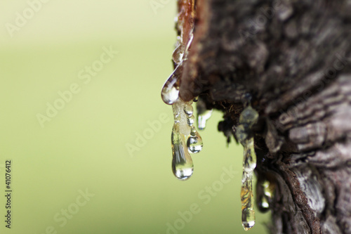 樹液の雫