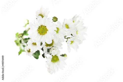 白背景の菊の花