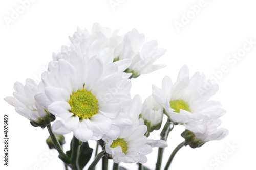 白背景の菊の花