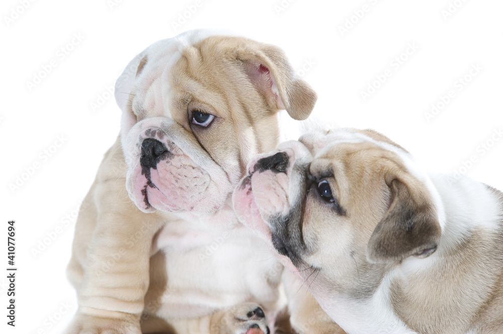 Cute english bulldog puppies isolated Cute english bulldog puppies isolated
