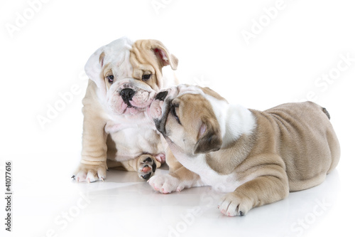 Cute english bulldog puppies isolated © Tatiana Katsai