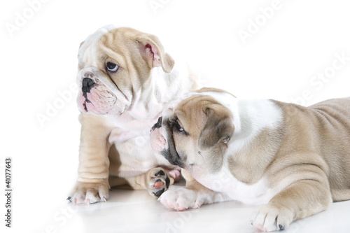 Fototapeta Naklejka Na Ścianę i Meble -  Cute english bulldog puppies isolated