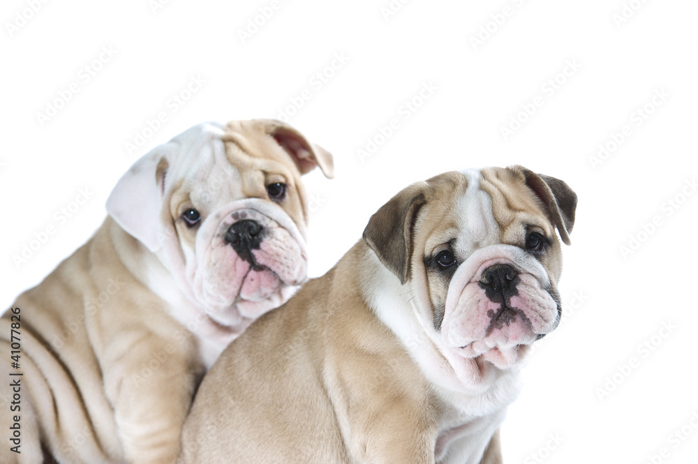 Cute english bulldog puppies isolated