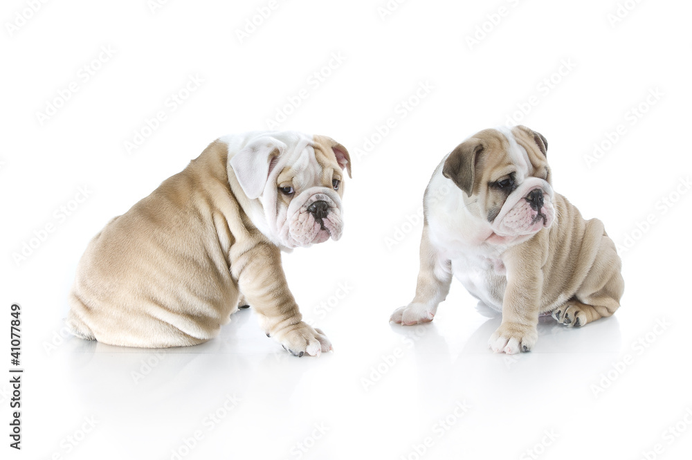 Cute english bulldog puppies isolated