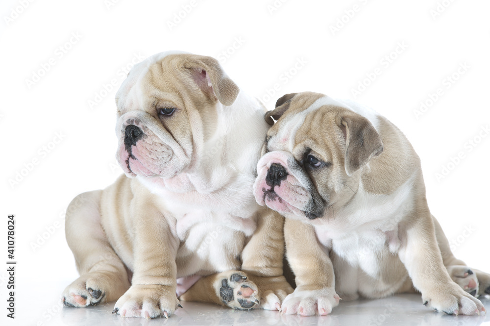 Cute english bulldog puppies isolated Cute english bulldog puppies isolated