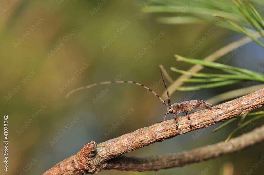 Acanthocinus aedilis Acanthocinus aedilis
