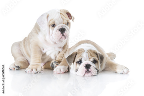 Cute english bulldog puppies isolated