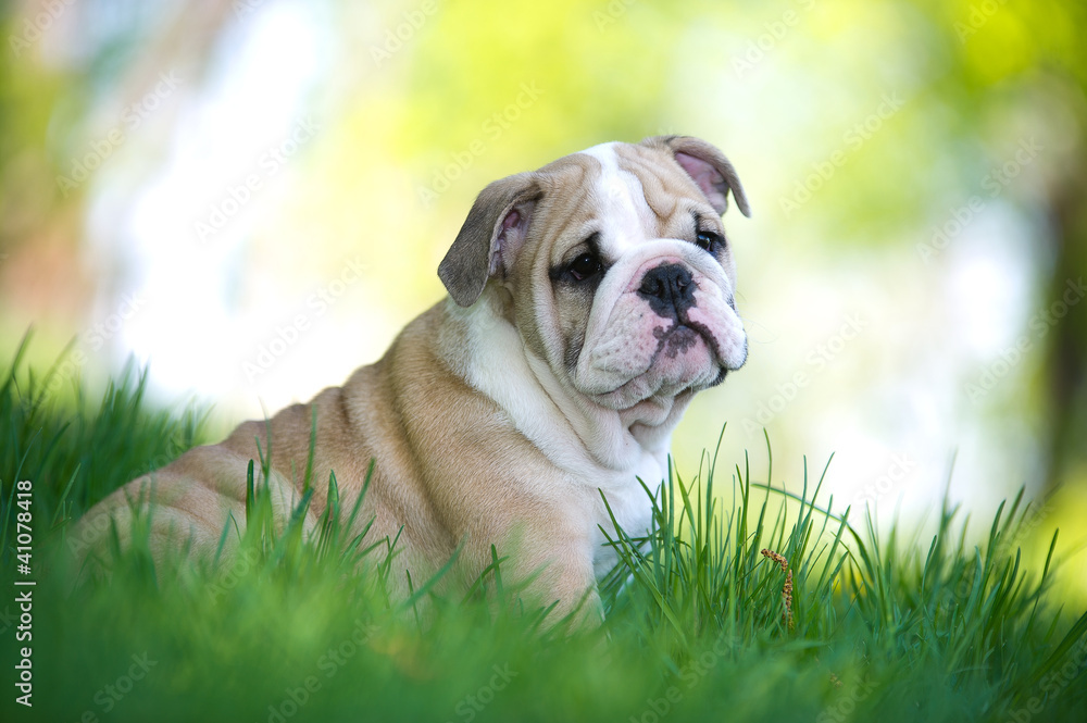 Cute english bulldog puppy outdoors