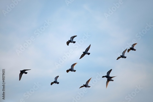 Birds © Gudellaphoto