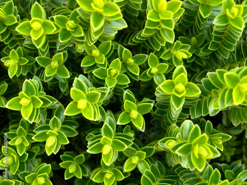 detail photography of green hebe plant