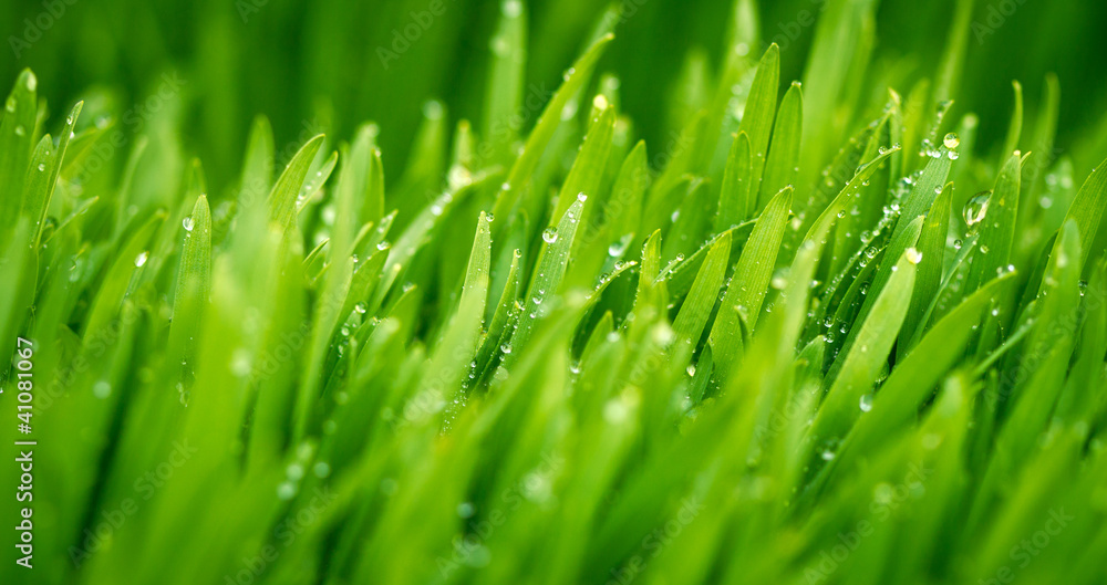 Green wheat covered with morning dew Green wheat covered with morning dew
