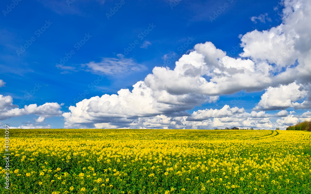 Panorama of yellow rape field