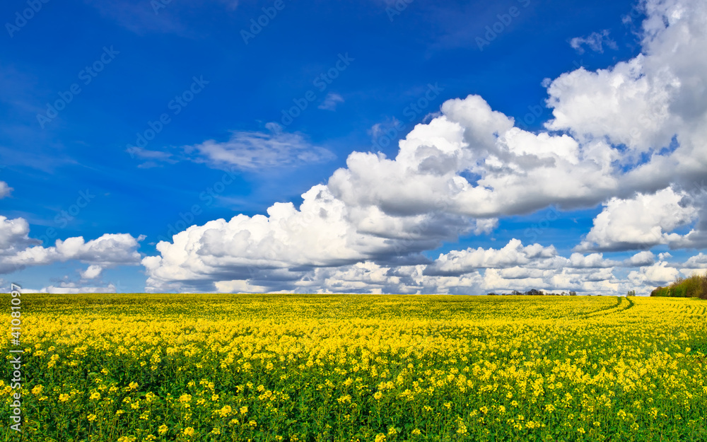 Panorama of yellow rape field Panorama of yellow rape field