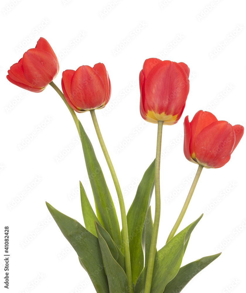 red tulip red tulip