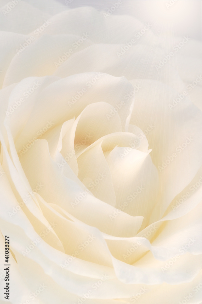 Rose Rose