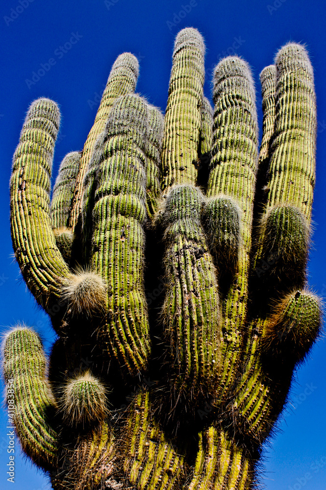Cactus gigante Stock Photo | Adobe Stock