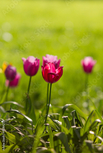 pink tulips in grass