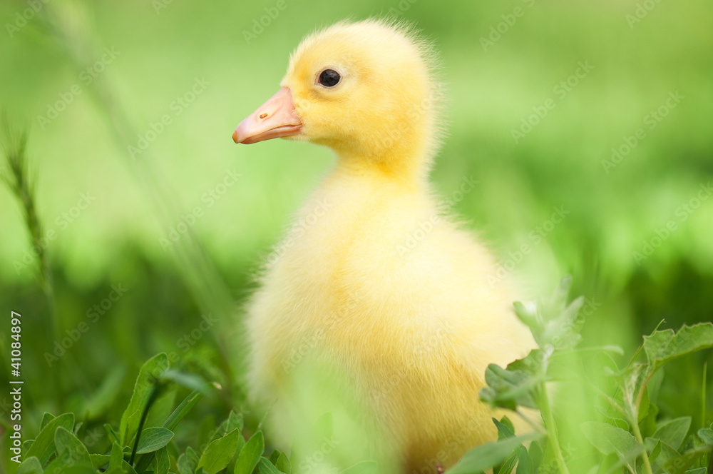 Domestic gosling Domestic gosling