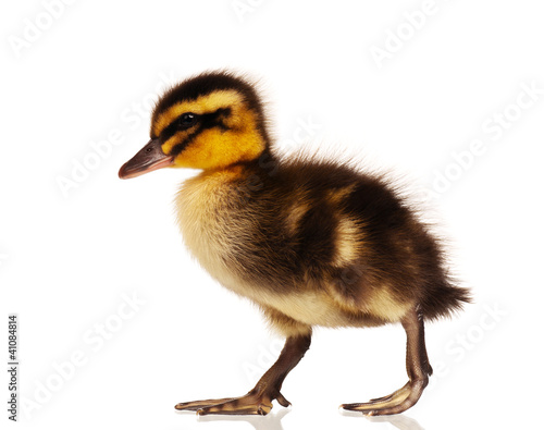 Domestic duckling